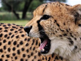 Cheetah (7).JPG